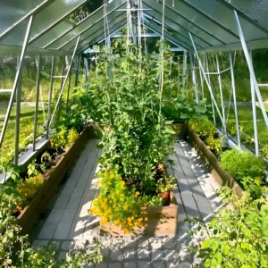 Insidan av Grohus växthus Variant 303 Modell L i solsken med upphängda tomatplantor, odlingsbäddar i trä och gång av betongplattor.