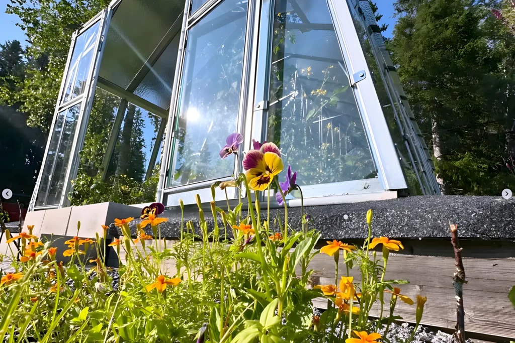 Gaveln på Grohus växthus Variant 303 Modell L med öppen dörr, fotograferad underifrån med penséer och tagetes i rabatten framför.