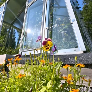 Gaveln på Grohus växthus Variant 303 Modell L med öppen dörr, fotograferad underifrån med penséer och tagetes i rabatten framför.