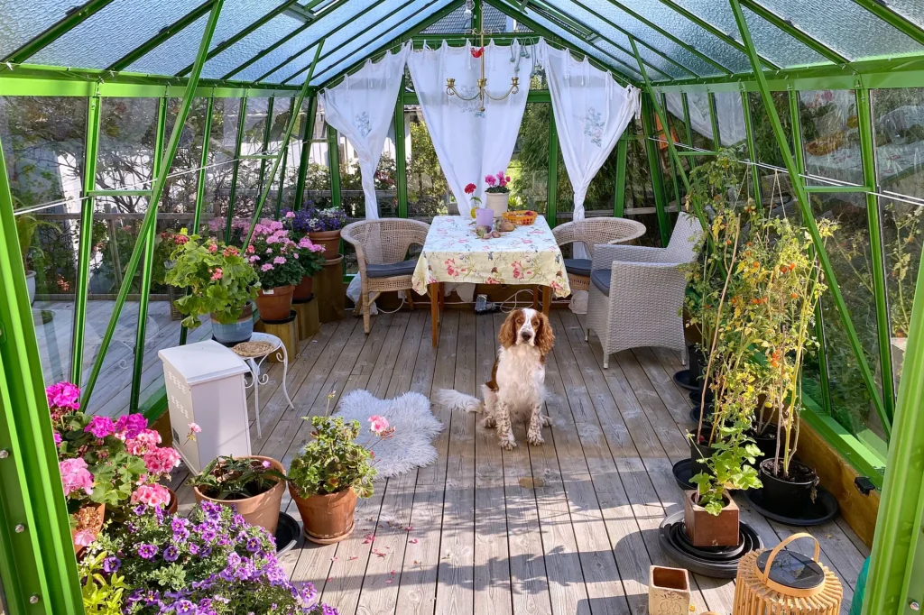 Stormsäkert växthus Variant 303 med 20 mur på en trätrall med en hund inuti.