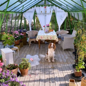 Stormsäkert växthus Variant 303 med 20 mur på en trätrall med en hund inuti.