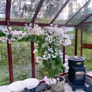 Stormsäkert växthus Primus 249 med mur 20 cm i röd lackering med kamin