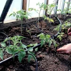 Grohus bevattningskit. Bild på tomatplantering med droppspjuten sätts till planornas rotsystem.