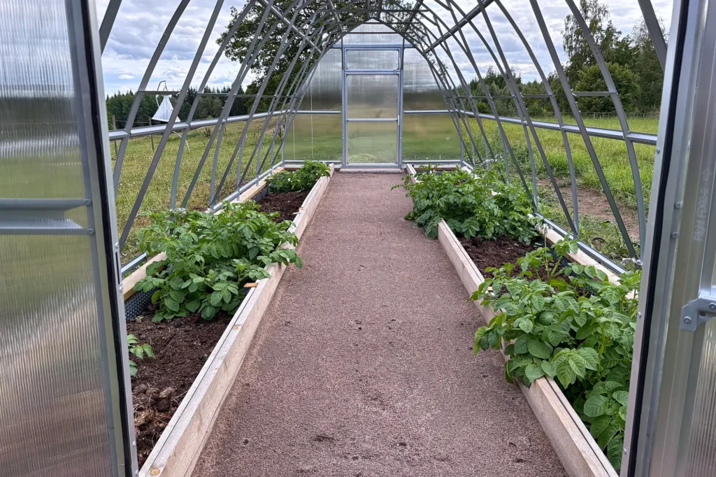 Blommande potatisplantor i odlingsbäddar på båda sidor om grusgången inne i ett tunnelväxthus