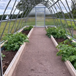 Blommande potatisplantor i odlingsbäddar på båda sidor om grusgången inne i ett tunnelväxthus