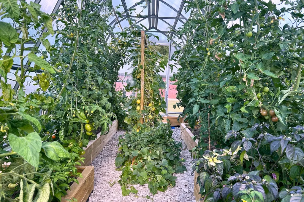 Höga tomatplantor med gröna tomater på båda sidor om grusgången inne i ett tunnelväxthuset Tor 300x