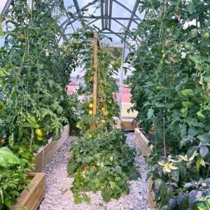 Höga tomatplantor med gröna tomater på båda sidor om grusgången inne i ett tunnelväxthuset Tor 300x