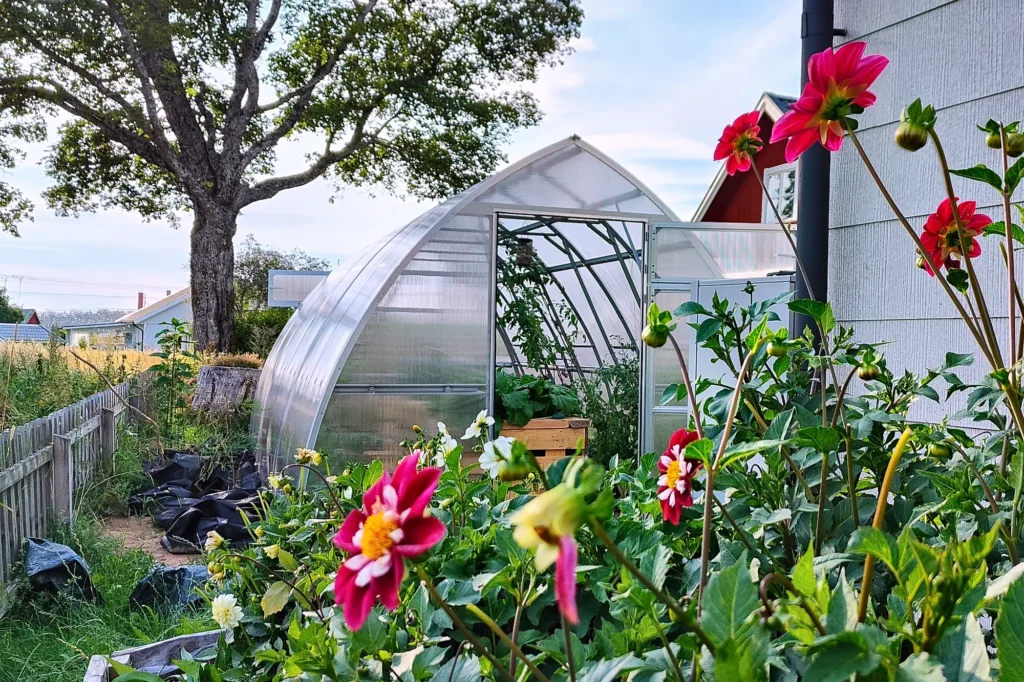 Tunnelväxthus Tor 300x med öppen dörr bakom en rabatt med blommande dahlior en sommarkväll