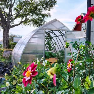 Tunnelväxthus Tor 300x med öppen dörr bakom en rabatt med blommande dahlior en sommarkväll